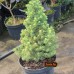 Ель сизая Conica (Picea glauca) С2