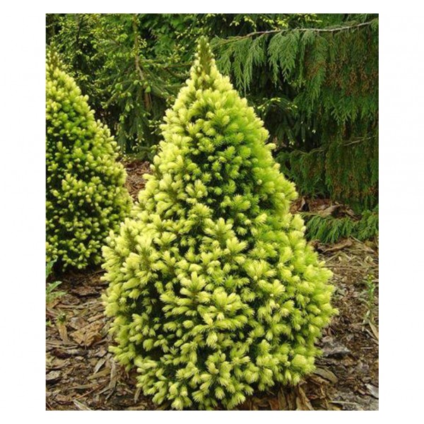 Ель сизая Daisy’s White (Picea glauca) С10