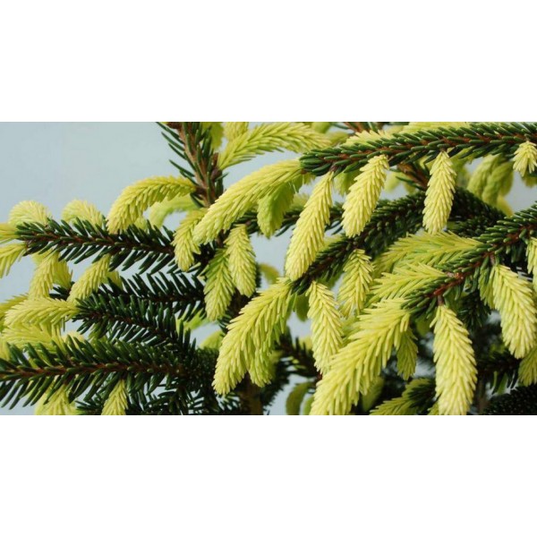Ель восточная Ауреоспиката (Picea orientalis Aureospicatа) C5
