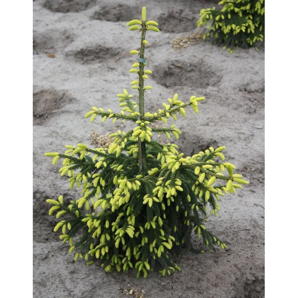 Ель восточная Ауреоспиката (Picea orientalis Aureospicatа) C5