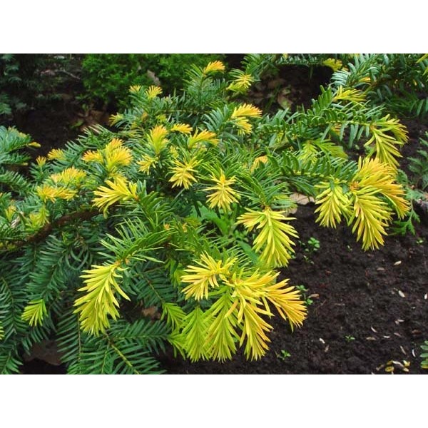 Ель восточная Summergold (Picea orientalis) С5