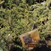 Ель восточная Summergold (Picea orientalis) С5 конический сорт, 55см высоты