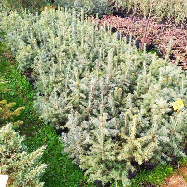 Ель колючая Glauca Majestic Blue (Picea pungens) С2