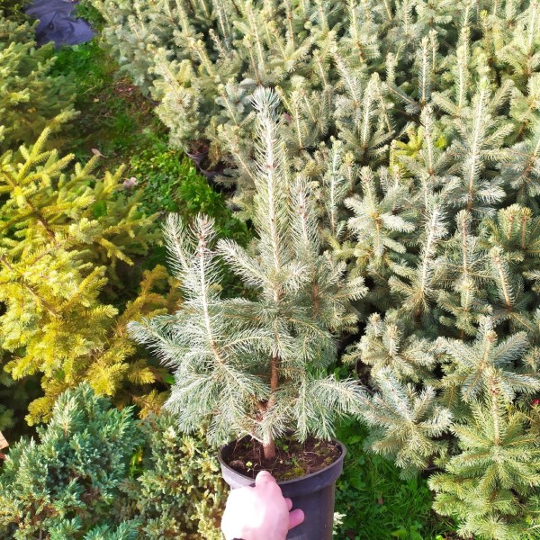 Ель колючая Glauca Majestic Blue (Picea pungens) С2
