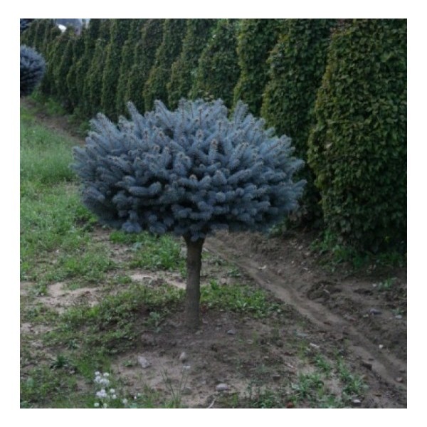 Ель колючая Глаука Глобоза (Picea pungens Glauca Globosa) С5