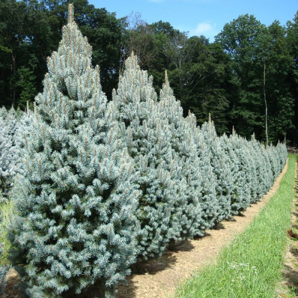 Ель колючая Iseli Fastigiate (Picea pungens) С7,5