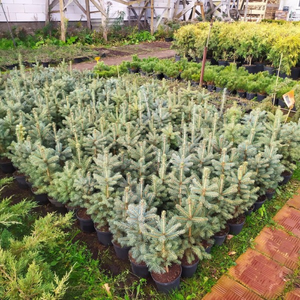 Ель голубая Kaibab (Picea pungens) С2