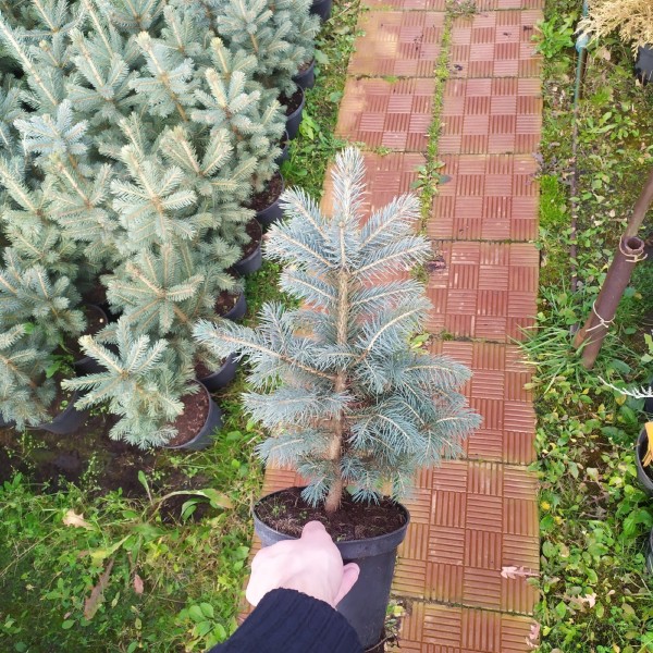 Ель голубая Kaibab (Picea pungens) С2