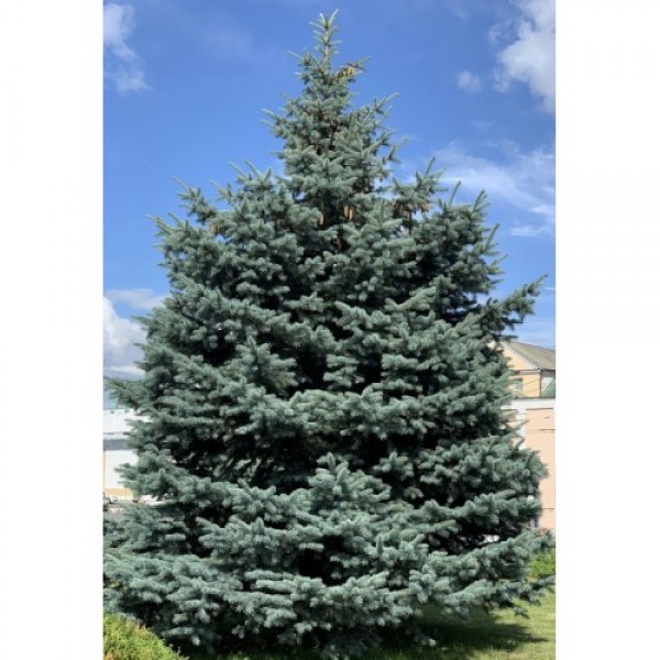 Ель колючая Хото (Picea pungens Hoto) С7,5