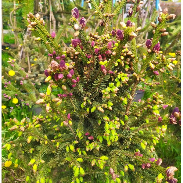 Ель Лицзянская (Picea likiangensis Franch E.Pritz) C5