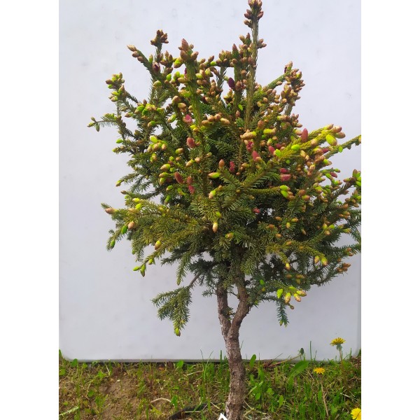 Ель Лицзянская (Picea likiangensis Franch E.Pritz) C5