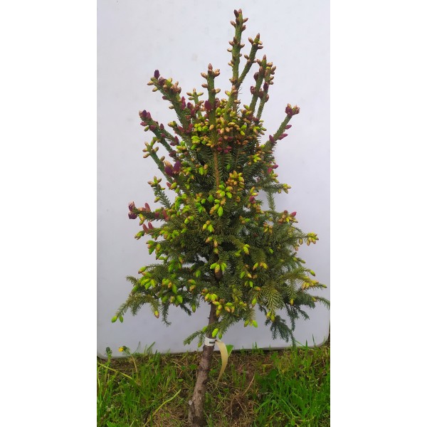 Ель Лицзянская (Picea likiangensis Franch E.Pritz) C5