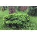 Ель обыкновенная Nidiformis (Picea abies) С5