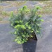 Ель обыкновенная Nidiformis (Picea abies) С5