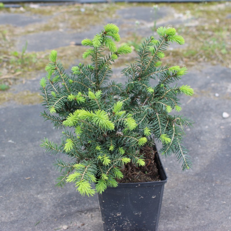 Ель обыкновенная Nidiformis (Picea abies) С5 Ель обыкновенная Nidiformis (Picea abies) С5