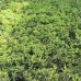 Ель обыкновенная Nidiformis (Picea abies) С5