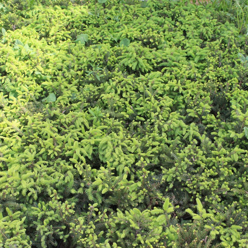 Ель обыкновенная Nidiformis (Picea abies) С5 Ель обыкновенная Nidiformis (Picea abies) С5