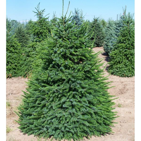 Ель сербская Omorica (Picea omorika) высота 250см. C20