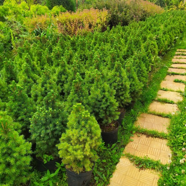 Ель сизая Conica (Picea glauca) C5