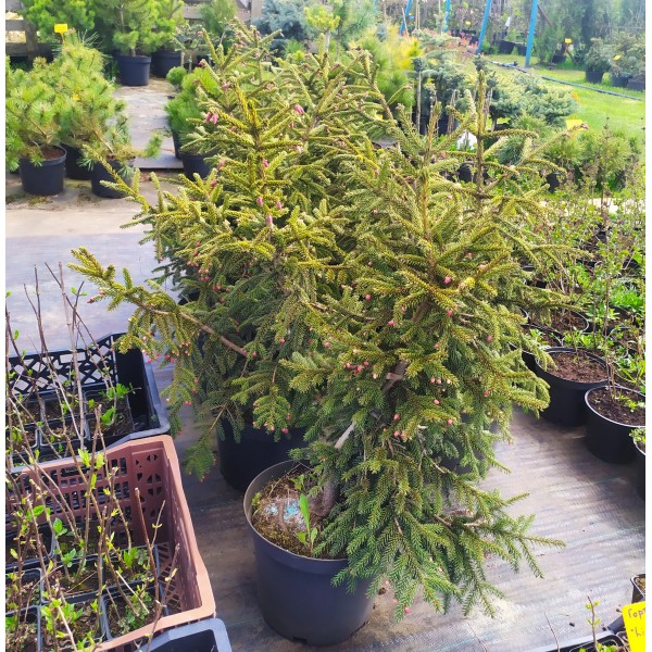 Ель восточная Ауреоспиката (Picea orientalis Aureospicatа) C5