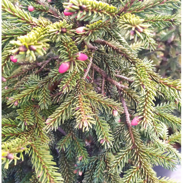 Ель восточная Ауреоспиката (Picea orientalis Aureospicatа) C5