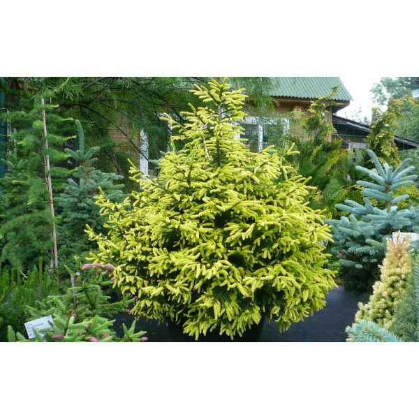Ель восточная Summergold (Picea orientalis) С5
