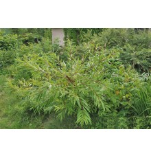 Ива удинская (Salix udensis) Sekka C2