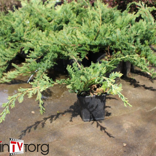 Можжевельник горизонтальный Blue Chip (Juniperus horizontalis) С2