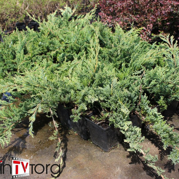 Можжевельник горизонтальный Blue Chip (Juniperus horizontalis) С2
