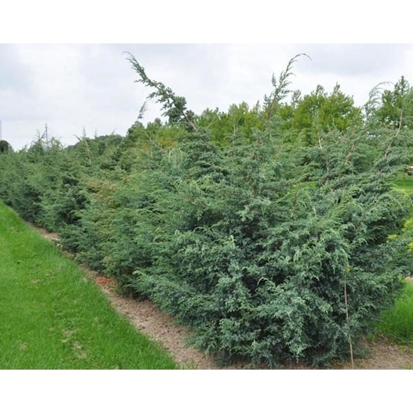 Можжевельник китайский Blue Alps (Juniperus squamata) С2