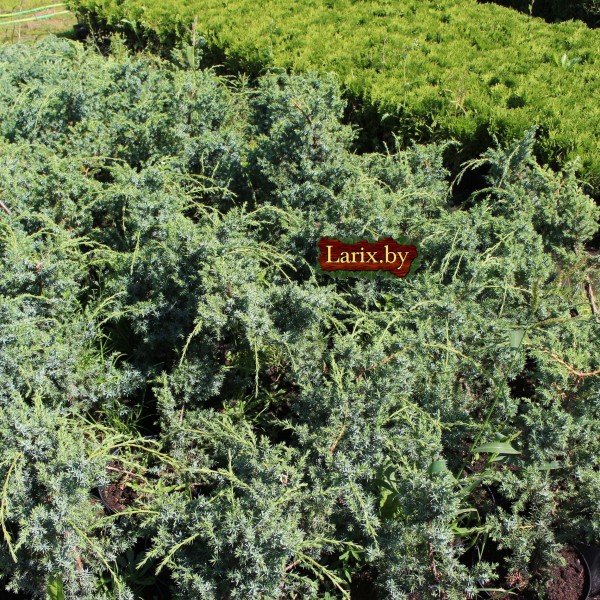 Можжевельник китайский Blue Alps (Juniperus squamata) С2