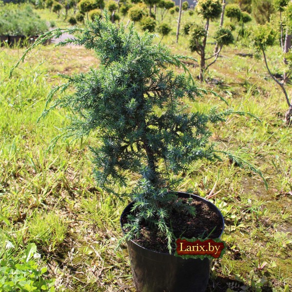 Можжевельник китайский Blue Alps (Juniperus squamata) С2