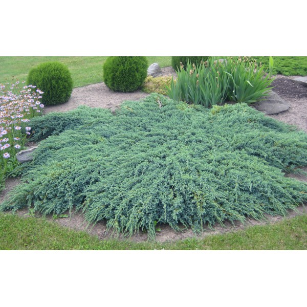 Можжевельник чешуйчатый Blue Carpet (Juniperus squamata) С2