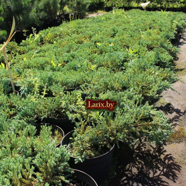 Можжевельник чешуйчатый Blue Carpet (Juniperus squamata) С2