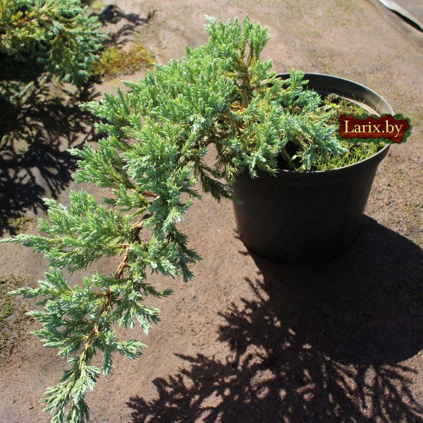 Можжевельник чешуйчатый Blue Carpet (Juniperus squamata) С2