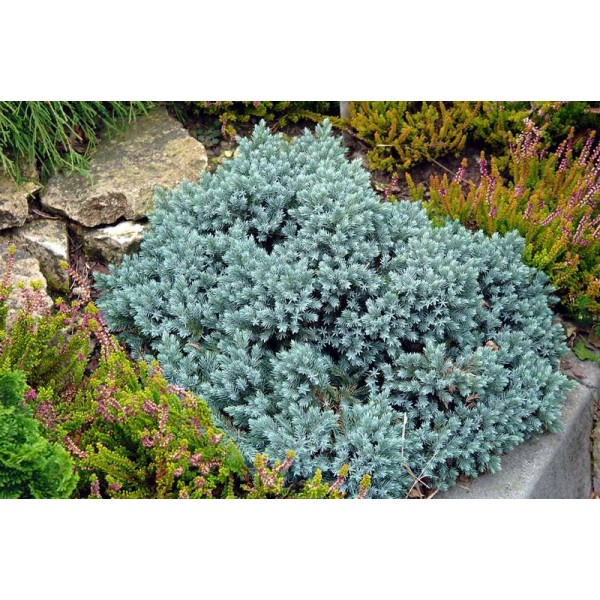 Можжевельник чешуйчатый Blue Star (Juniperus squamata) С2