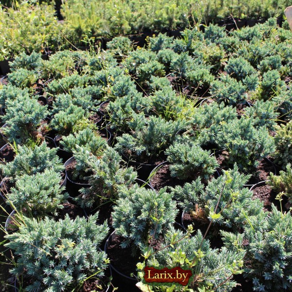 Можжевельник чешуйчатый Blue Star (Juniperus squamata) С2