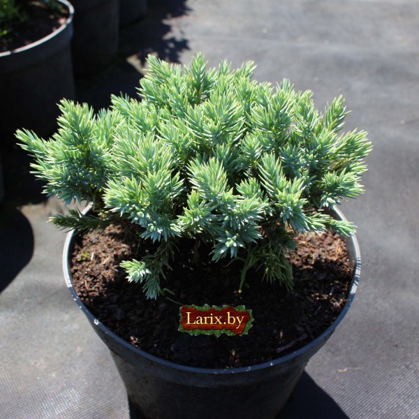 Можжевельник чешуйчатый Blue Star (Juniperus squamata) С2