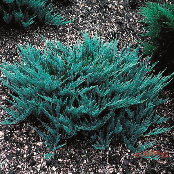 Можжевельник горизонтальный Blue Chip (Juniperus horizontalis) С2