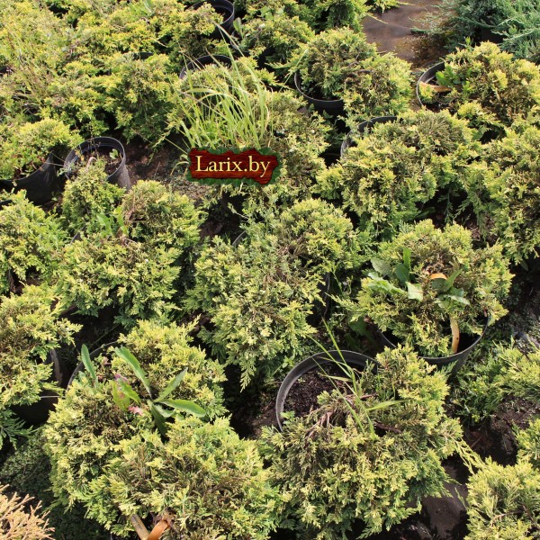 Можжевельник горизонтальный Golden Carpet (Juniperus horizontalis) С2