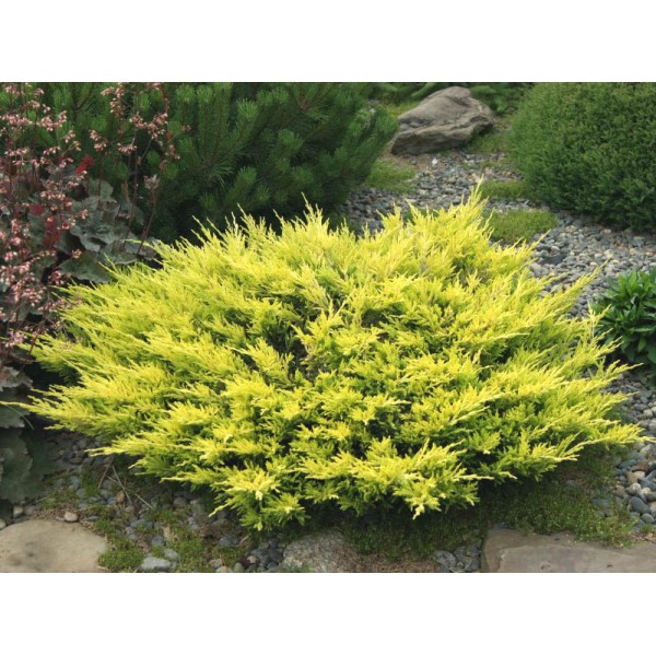 Можжевельник горизонтальный Lime glow (Juniperus horizontalis) С2