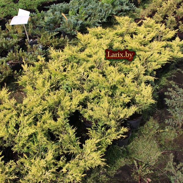 Можжевельник горизонтальный Lime glow (Juniperus horizontalis) С2