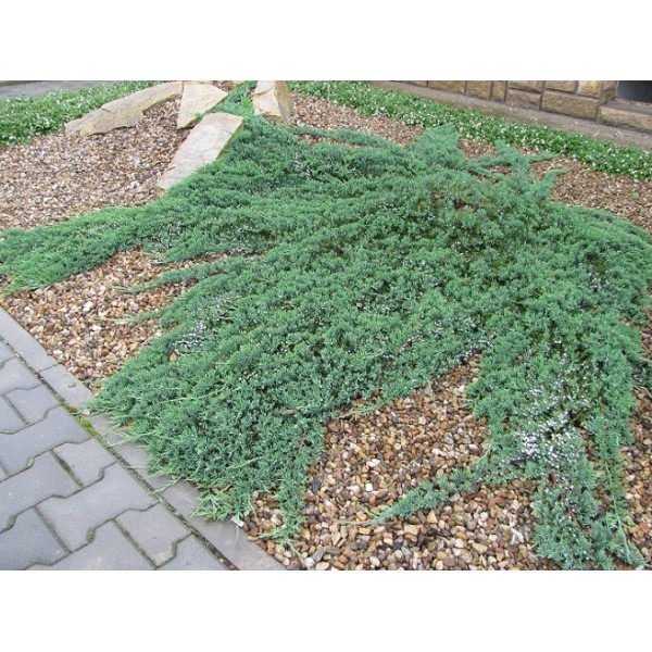 Можжевельник горизонтальный Wiltonii (Juniperus horizontalis) С2