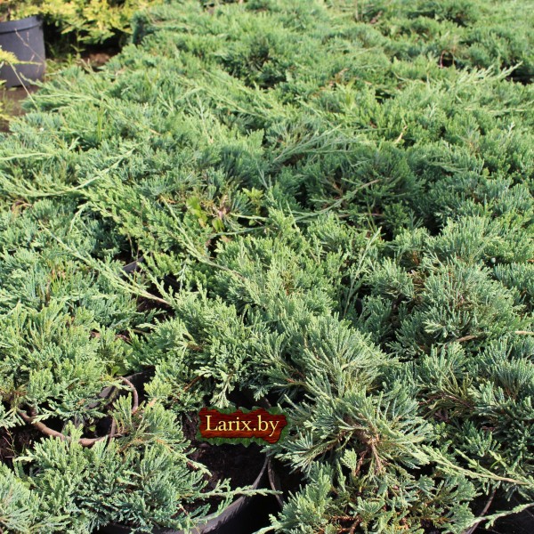 Можжевельник горизонтальный Wiltonii (Juniperus horizontalis) С2