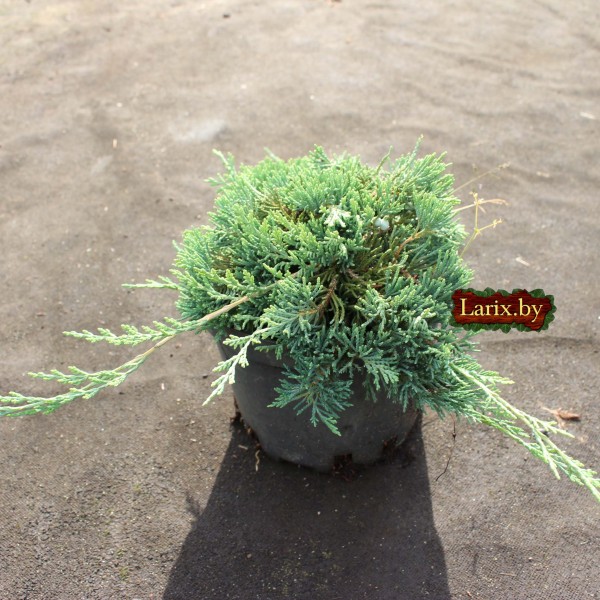 Можжевельник горизонтальный Wiltonii (Juniperus horizontalis) С2