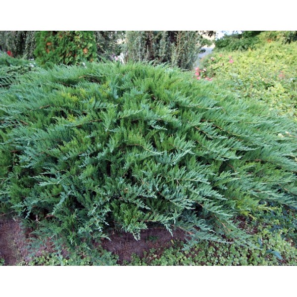 Можжевельник казацкий Tamariscifolia (Juniperus sabina) С5