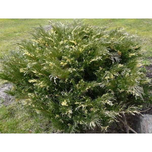 Можжевельник казацкий Variegata (Juniperus sabina) С5