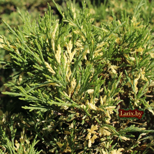 Можжевельник казацкий Variegata (Juniperus sabina) С5