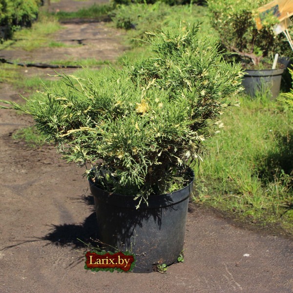 Можжевельник казацкий Variegata (Juniperus sabina) С5