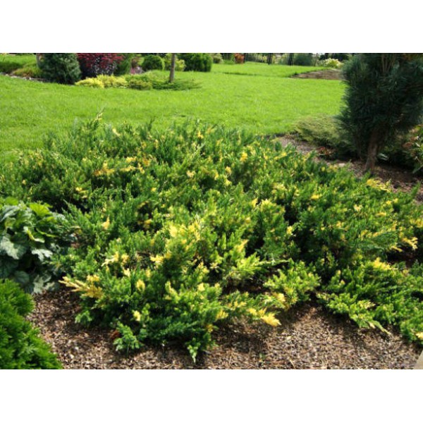 Можжевельник китайский Expansa Variegata (Juniperus chinensis) C2